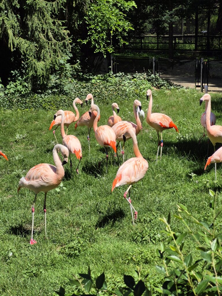 ZWIERZĘTA W zoo
