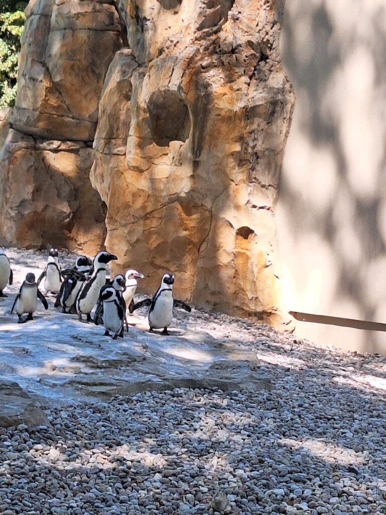Zwierzęta w ZOO